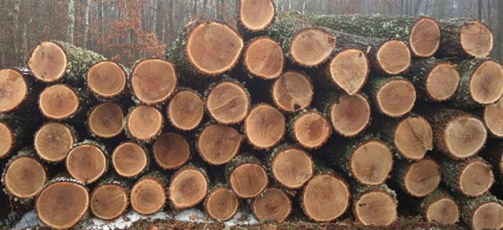 Europe hardwood market reports and trends